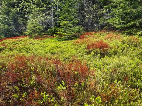 Coniferous Forest, beautiful landscape with tree and plants
