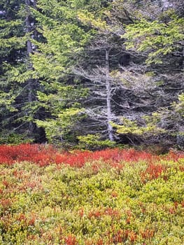 Coniferous Forest, beautiful landscape with tree and plants