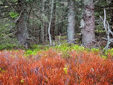 Coniferous Forest, beautiful landscape with tree and plants