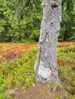 Coniferous Forest, beautiful landscape with tree and plants