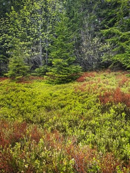 Coniferous Forest, beautiful landscape with tree and plants