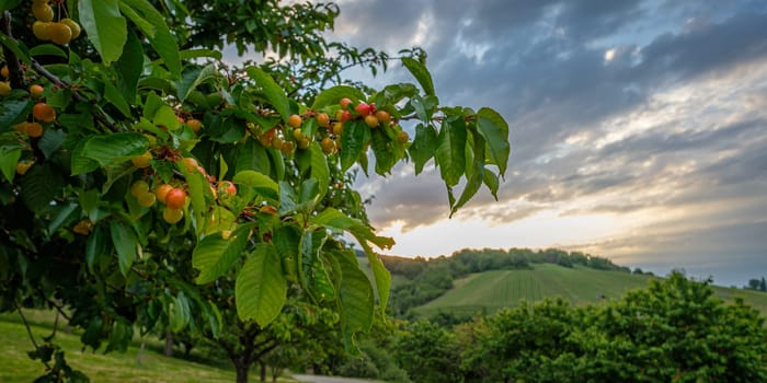Cherries at a fruit tree with clouds in the sky scenery