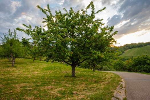 Cherry tree with fruits in the branches and clouds in the sky