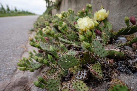 Opuntia cactus with yellow flowers close-up