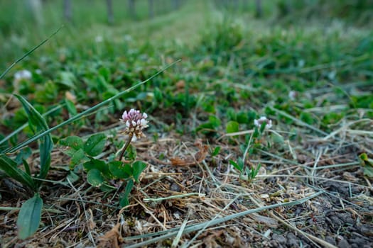White clover flower with green leaves close-up
