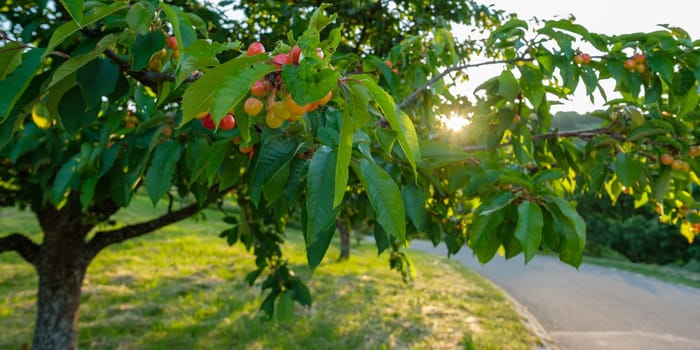 Red cherries in a tree with sunbeams sunlight as back lit