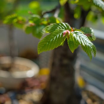 Leaves and branch of hornbeam bonsai tree close-up