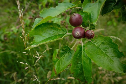 Apples at a twig tree close-up