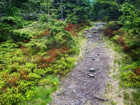 Hiking trail through forest, beautiful nature in woodland