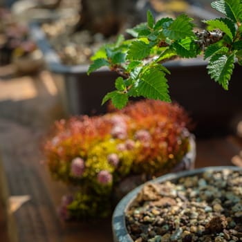 Trunk with leaves of a bonsai tree elm close-up