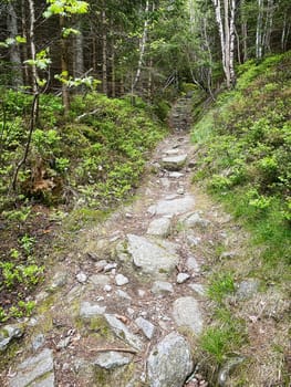 Hiking trail through forest, beautiful nature in woodland