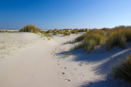 the dunes, Renesse, Zeeland, the Netherlands