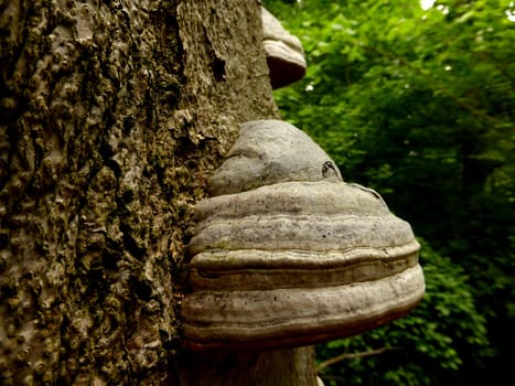 tinder fungus at an old tree in a forest in Germany
