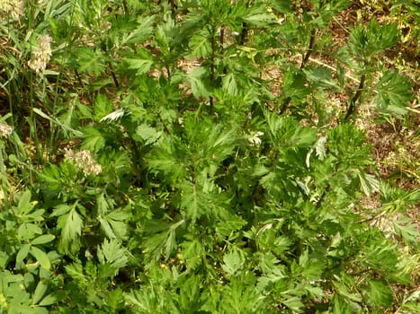 common mugwort, medicinal plant with leaves.