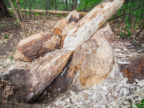 Landscape view of a forest with trees felled by beavers on the edge of a small body of water in Brandenburg / Germany.