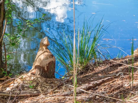 Tree stump fell from beavers on the edge of a small body of water in Brandenburg / Germany in sunny weather.