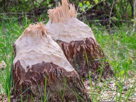Close-up of two trees felled by beavers between grasses on the edge of a small body of water in Brandenburg / Germany.