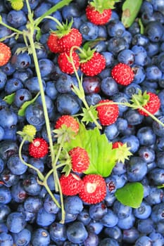 Fresh bilberries and strawberries found in forest. Bright berries. Crop of bilberries and wild strawberries with green leaves. Red berries lay on blue berries