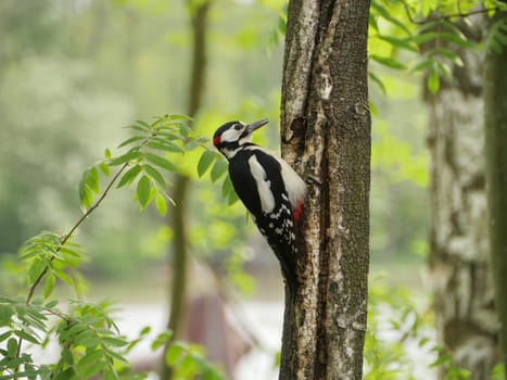red woodpecker sits on a tree trunk close-up