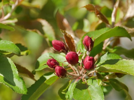 red flower buds on a tree branch close-up