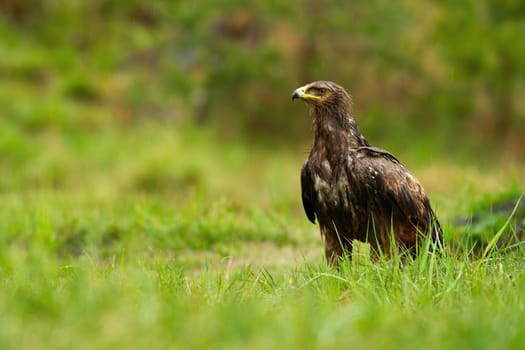 Wet lesser spotted eagle, clanga pomarina, sitting on the ground in summer nature. Bird of prey with brown plumage during rain from front view with copy space.