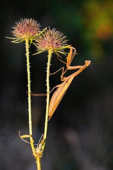 Creepy-looking brown european mantis, mantis religiosa, holding on blooming thistle in summer nature. Funny insect with long legs and small head in vertical composition on a meadow.
