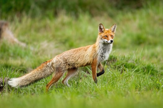 Elegant red fox, vulpes vulpes, taking a step with front leg on a glade with green grass in summer nature. Curious wild animal predator with orange fur walking from side view