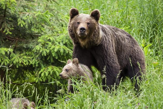 Protective brown bear, ursus arctos, mother guarding her cub in tall green grass by spruce tree. Female mammal standing close to her offspring and looking into camera.