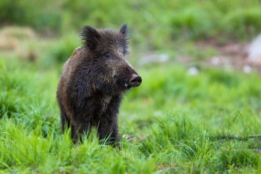 Shy wild boar, sus scrofa, standing on a meadow at dusk and looking from front view. Careful mammal with long dark fur on glade in summer nature from low angle view.