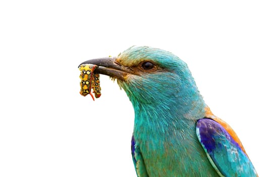 Close-up of vivid european roller, coracias garrulus, holding a colorful insect maggot in beak isolated on white background. Bird with blue plumage with a catch of nymph in close-up cut out on blank.