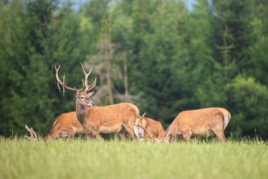 Numerous herd of red deer, cervus elaphus, stags grazing together on a green meadow in summer nature. United group of male animals with antlers feeding on pasture from side view.