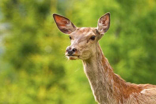 Close-up of red deer, cervus elaphus, hind looking with interest in summer nature. Portrait of female wild animal watching around on meadow in detail.