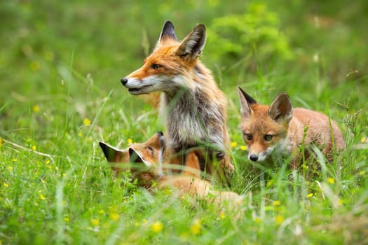 Two little cubs of red fox, vulpes vulpes, frolicking beside their mother on meadow. Fox family on the forest cleaning. Adorable animal family in wild nature. Group of foxes playing in grass.