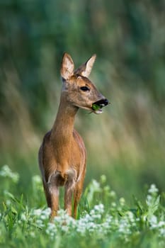 Adorable roe deer, capreolus capreolus, doe standing on blossoming meadow and chewing green leaf in mouth. Female wild animal grazing in summer nature from front view in vertical composition.
