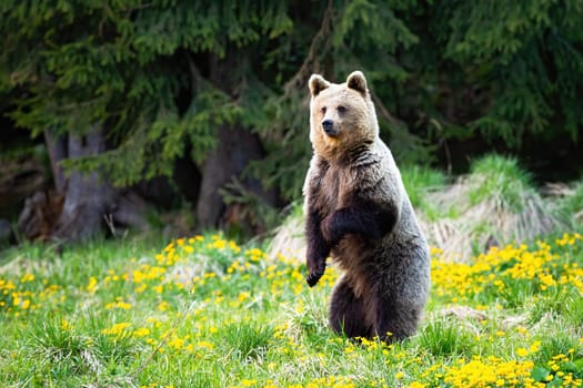 Surprised brown bear standing on rear leg in vertical position on glade in forest in springtime. Wild mammal with fur and claws in wilderness with copy space.