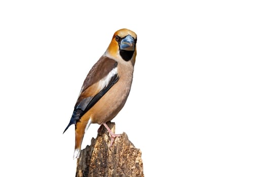 Male hawfinch, coccothraustes coccothraustes, sitting on a branch and looking behind isolated on white. Song bird with orange plumage and strong beak perched on bough cut out on blank.