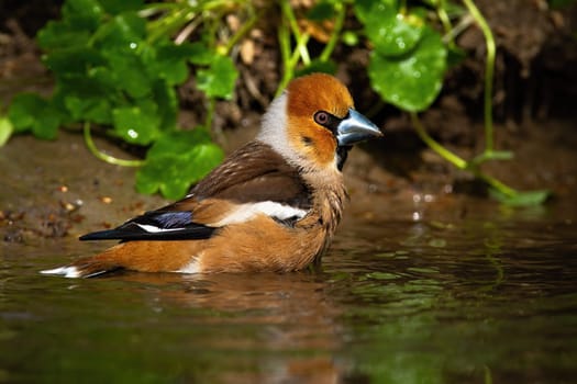 male hawfinch, coccothraustes coccothraustes, cleaning wet feathers in shallow pond in summer nature. Wild bird in water with waves washingf from low angle.