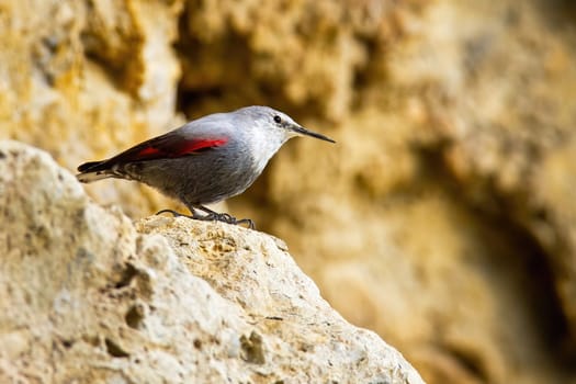 Interested wallcreeper, tichodroma muraria, sitting on rocky ridge in mountainside with blurred background and copy space. Alert bird with long beak on steep hillside with stones.