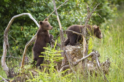 Two brown bear, ursus arctos, cubs climbing uprooted tree in forest. Playful young wild animals standing on roots in summer nature from rear view. Baby mammals in wilderness.