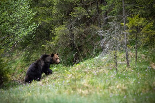 Majestic brown bear, ursus arctos, walking up a slope covered with grass in summer forest. Dominant male animal in natural environment with trees. Furry mammal in its territory.
