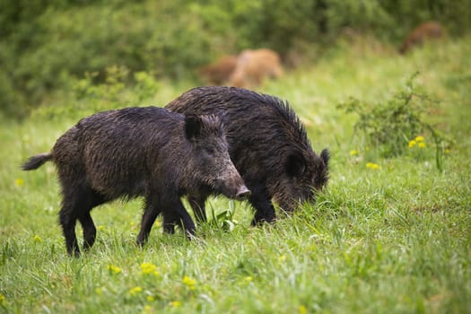 Wet wild boars, sus scrofa, feeding on green meadow in summer nature. Numerous group of wild animals grazing green grass on glade after rain. Omnivore mammals in wilderness.