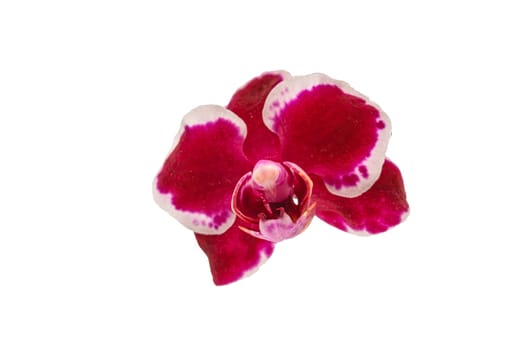 Orchid flowers purple white isolated