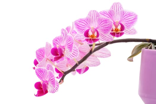 Phalaenopsis orchid flowers in a pot close-up