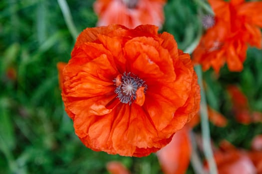 Red poppy flowers in a flowerbed close-up, decorative grade