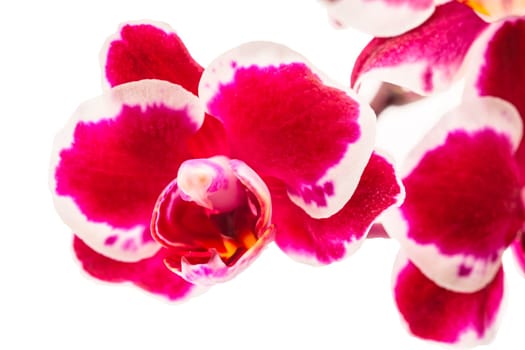 Orchid flowers purple white isolated