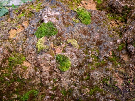 fern and moss and little plant growing on tree and rock