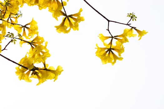 big branch plant with round fluffy yellow flowers