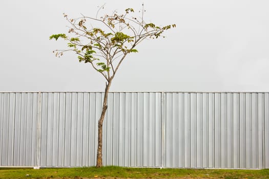 Zinc Fence and tree high of security