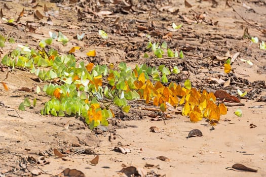 Swarm of Butterflies on a Rainforest River Bank on the Teles Pires River in Brazil