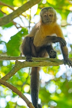 Young Capuchin Monkey in the Trees near Alta Floresta, Brazil